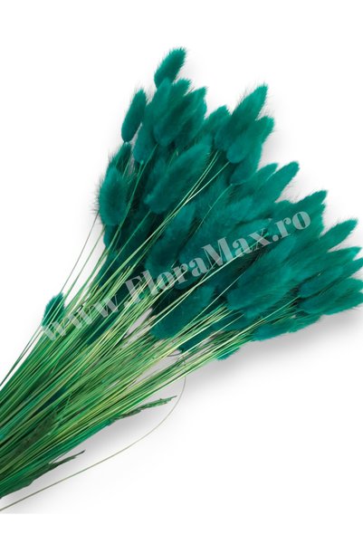 OEM Lagurus ALBASTRU PETROL 100 grame