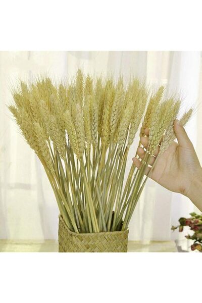 Generic TooGet Dried Wheat Sheaves Stalks Bouquet Bundles, 100 Stems Natural ...