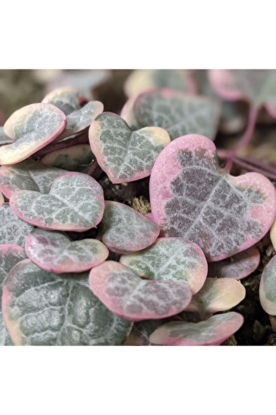 Eufloria Ceropegia woodii 'Variegata' D6cm