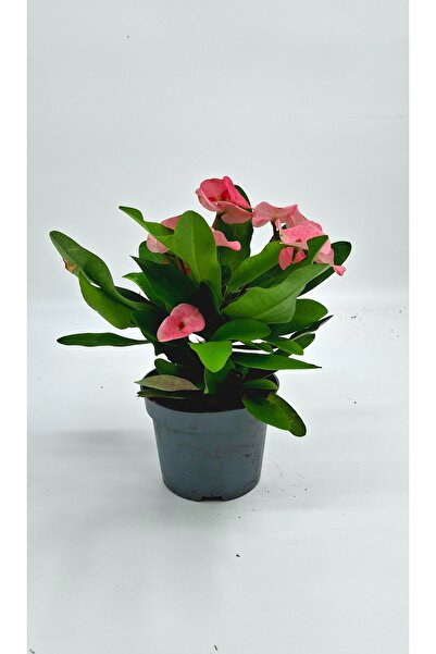 Your Flower Shop Dikenler Tacı Çiçeği Canlı Saksıda