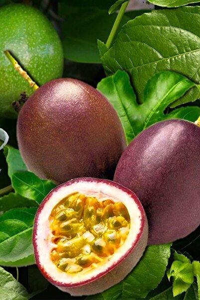 Passionflower Seedling Marucia ( Passiflora Edulis ) Suntropics 1 Piece