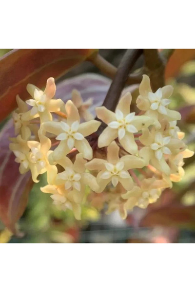Eufloria Hoya merrillii Ø10cm