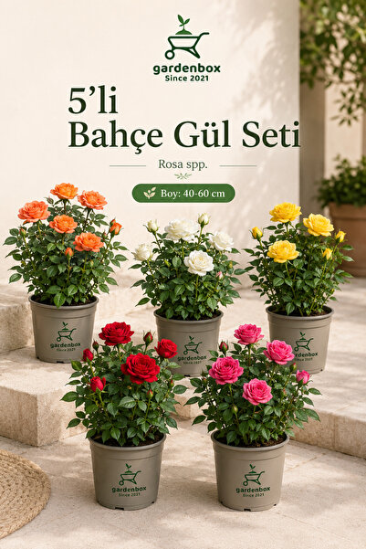 Gardenbox Videolu Yediveren Gül Seti (50 60 Cm ) 5 Adet (SARI KIRMIZI BEYAZ P...