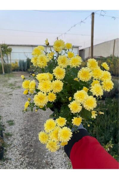 Karabağ Fidancılık Kasımpatı Çiçeği Sarı Renk Saksıda Çiçekli