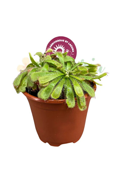 Eufloria Drosera aliciae Ø8,5cm
