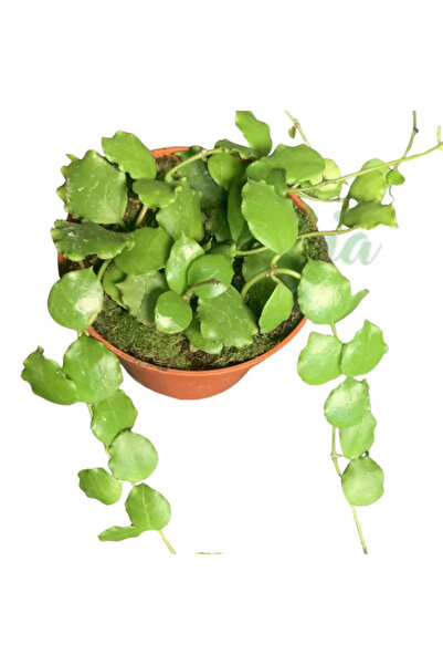 Eufloria Hoya endauensis Ø12cm