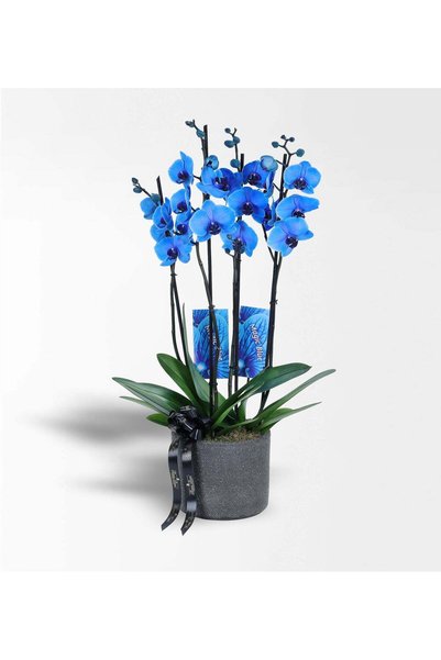 Çiçeek Siyah Beton Saksıda 4 Dallı Magic Blue Mavi Orkide
