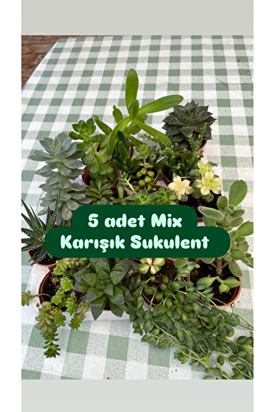 Birtutamrenk 5li Karışık Sukulent Set