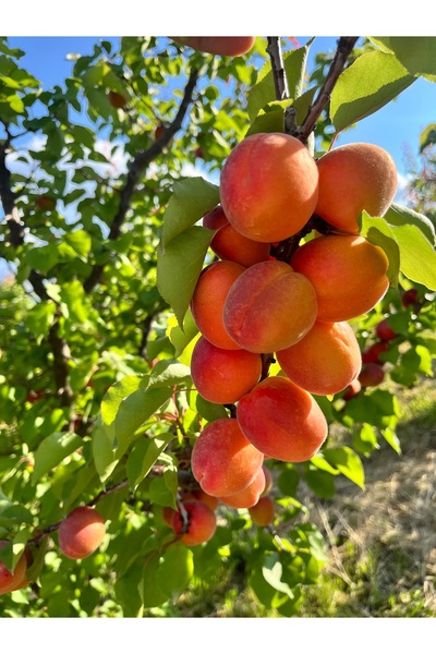 mut incisi zeytin & zeytinyağı Taze Kayısı Net : 5 Kg