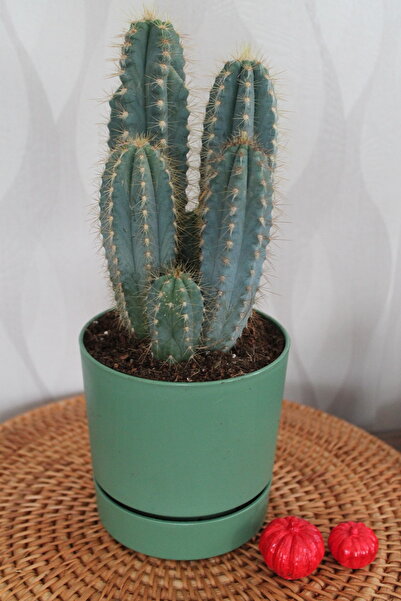 İthal Pilosocereus azureus