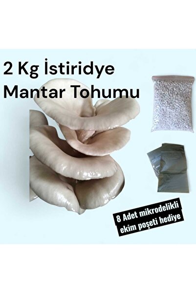 2 Kg Istiridye Mantarı Tohumu ( 8 Adet ekim poşeti hediyeli)