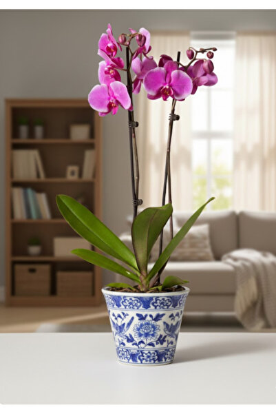 Phalaenopsis أوركيد هولاند 2 ساق (بنفسجي) - 50 سم إلى 70 سم