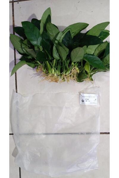 netx Bitki L019E Anubias barteri var Nana (Type E)