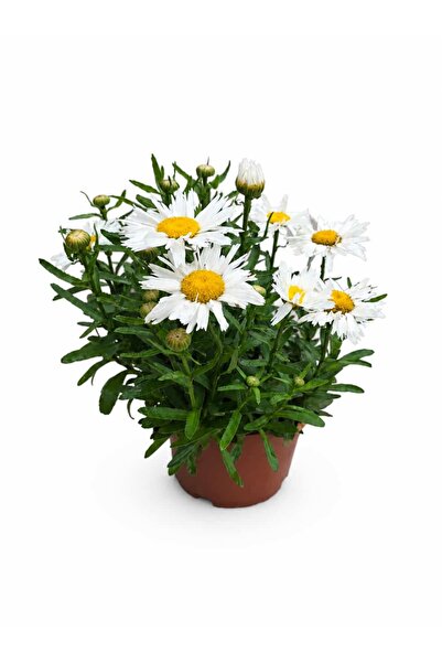 ERNAZ Beyaz Alman Papatyası / Leucanthemum Madonna / Bahçe Papatyası / İri çi...