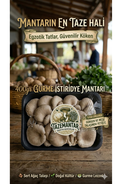 BLOKMANTAR Taze İstiridye Mantarı 400gr