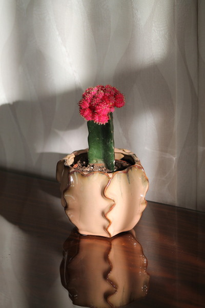 İthal Özel Tasarım Seramik Saksıda Canlı Pembe Ay Kaktüsü (Gymnocalycium)