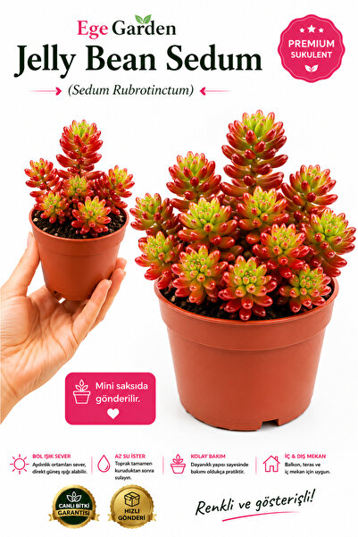 EGE GARDEN Jelly Bean Sedum Sedum Rubrotinctum Premium Sukulent