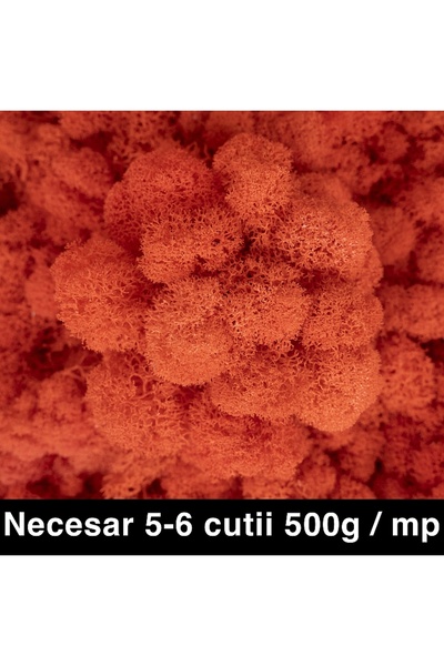 Roberto Rossi Preserved lichens, cleaned and without roots, 500g NET, ULTRA P...