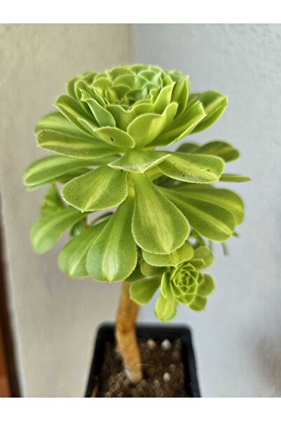 Myzumax Özel Üretim Alacalı Variegated Canlı Çiçek Aeonium JADELİULİ