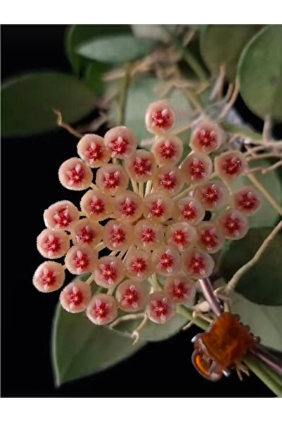 SİMAN BOTANİK Hoya Walliniana Silver Mum Çiçeği