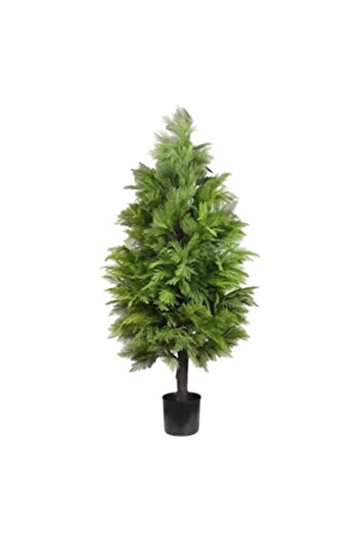 OEMS Araucaria tree