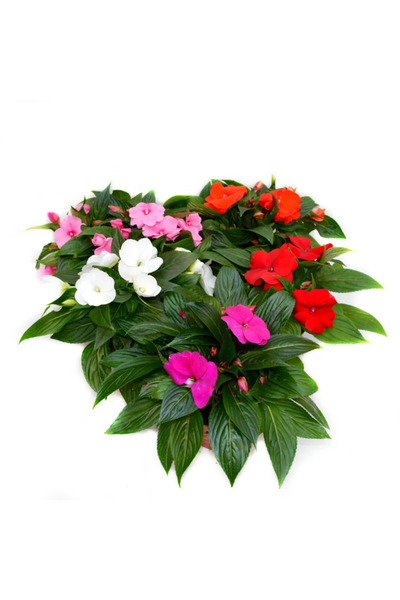 Serafina Amestec de plante Impatiens Tamarinda, H 25 cm