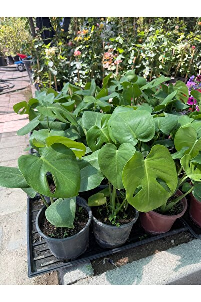 Deve tabanı çiçeği monstera40-60 cm boyunda büyütmeye en uygun boy