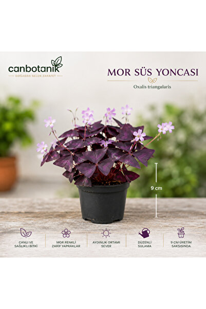 CANBOTANİK Mor Süs Yoncası Oxalis Tringularis kolay Bakım bitki