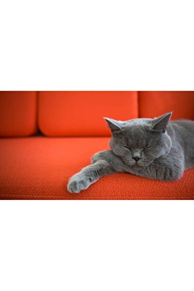 Persona Tablou canvas 100 x 70 cm, Pisici model 192
