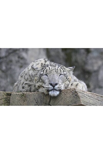 Persona Tablou canvas 100 x 70 cm, Animale model 394