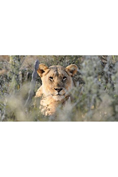 Persona Tablou canvas 100 x 70 cm, Animale model 187