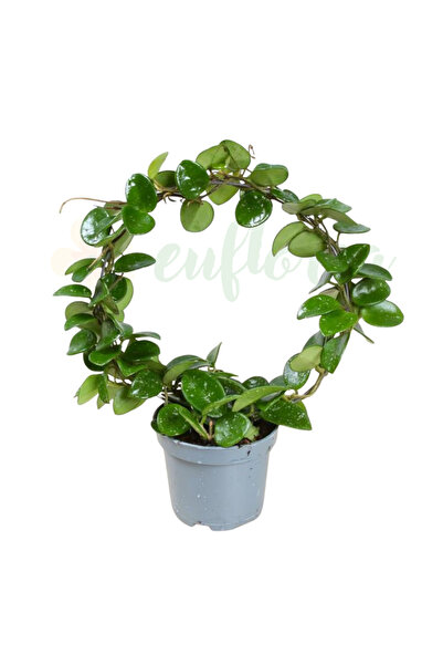 Eufloria Hoya 'Mathilde' D9cm XL