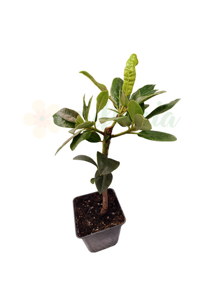 Eufloria Azalea japoneză (Rhododendron) Roseum Elegans, flori de culoare roșu...