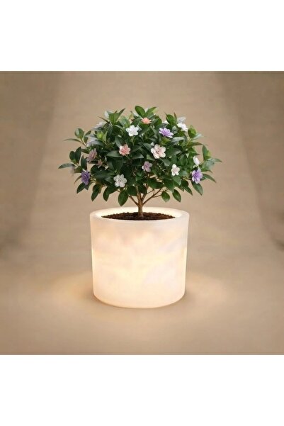 MYASEM STORE Lora Led Grow Light Indoor and Outdoor Planter Box 77*70*53cm