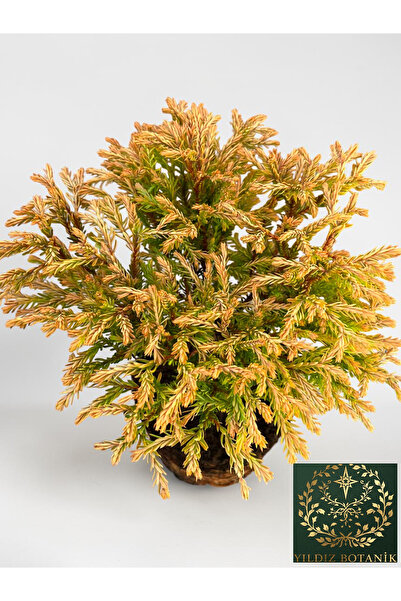 Golden Tuffet Bodur Ardıç Fidanı Thuja Occidentalis Golden Tuffet 25-30 CM