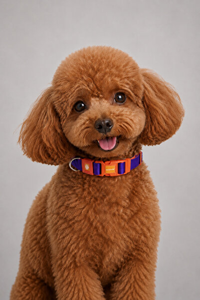CARAMELOS Dog Collar-Dubble Knitted Fabric-Dog Neck Collar- Small Breed Colla...
