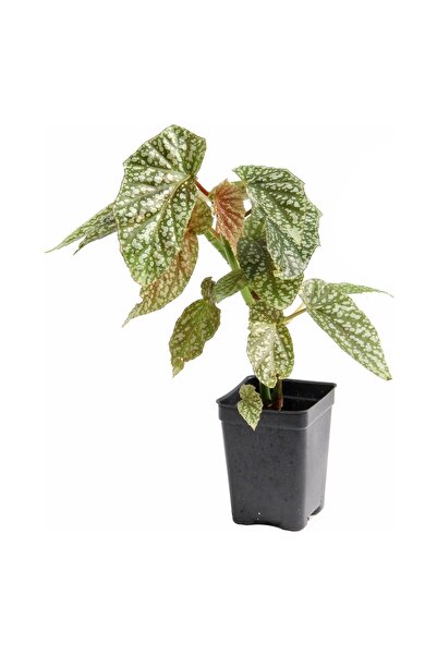 BİORGANİX Saksıda Çilli Begonya Çiçeği Fidanı 10-20 cm