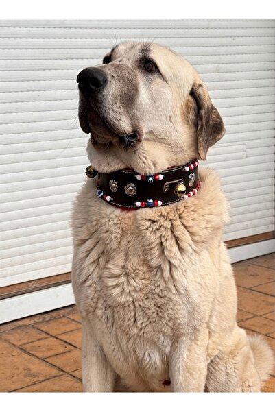 Sürmeli Tasma Kangal Dog Collar with 2 Bells Genuine Buffalo Leather 1. Class