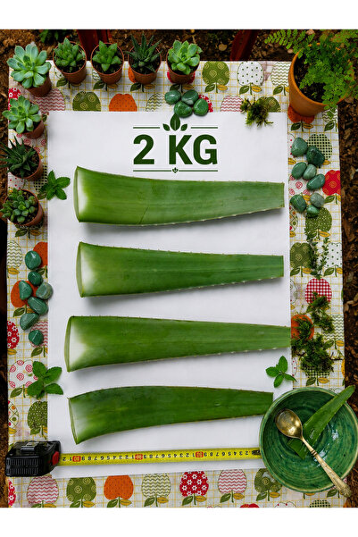 Alovia 2 kg Doğal alovera Yaprağı Taze Hasat Aloe Vera Yaprağı 3 Yaş Aloe Bar...
