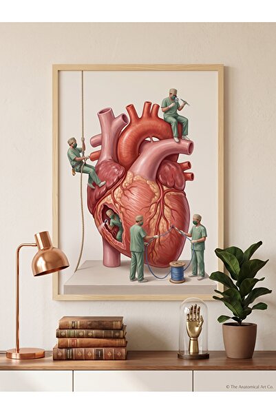 DEKORASOR Ahşap Çerçeveli Minyatür Cerrahlar Anatomik Kalp Tablo - Kardiyoloj...