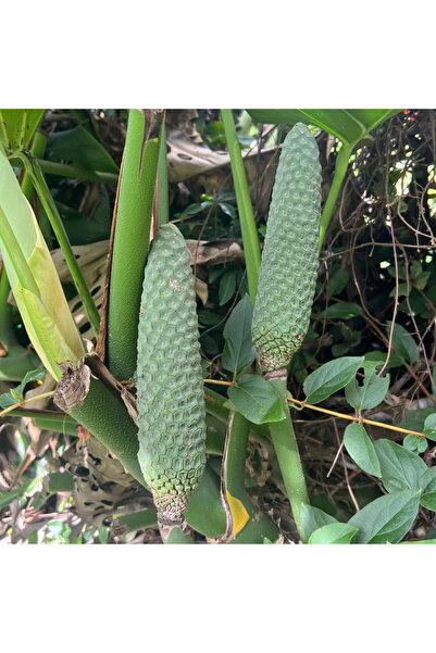 123 674 Monstera Deliciosa Seeds (Monstera Fruit/Edible Fruit), for Garden Pl...