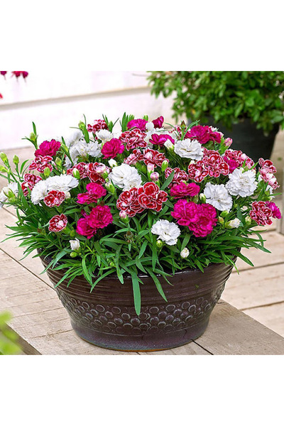 Bloom & Sow Seed بذور زهرة الدانتس متعددة الألوان (الورود الملونة المتعددة) -...