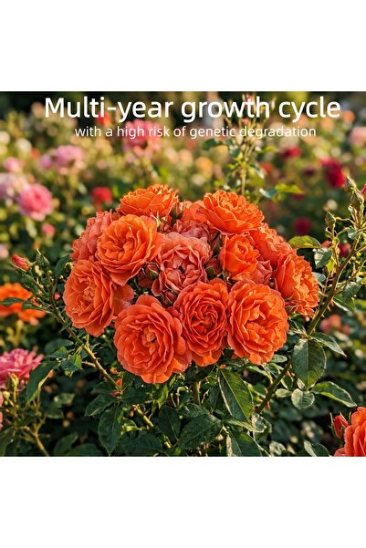 Bloom & Sow Seed بذور ورد فلوريبوندا برتقالي زاهي، وردة متعددة الأزهار متعددة...