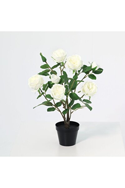 Generic Fernza Garden Rose White H47Cm