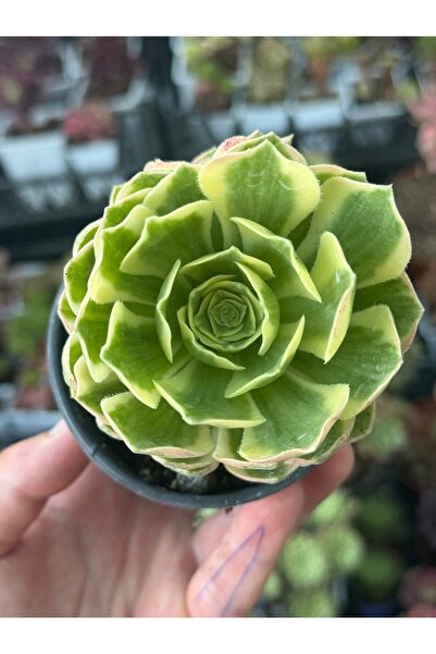 SukuLand Aeonium Maybach kore ithal özel tür sukulent 9cm saksıda