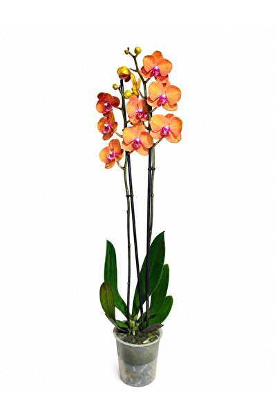 ERNAZ Orkide Phalaenopsis Turuncu Renk Canlı Salon Bitkisi 70-80 cm Boy