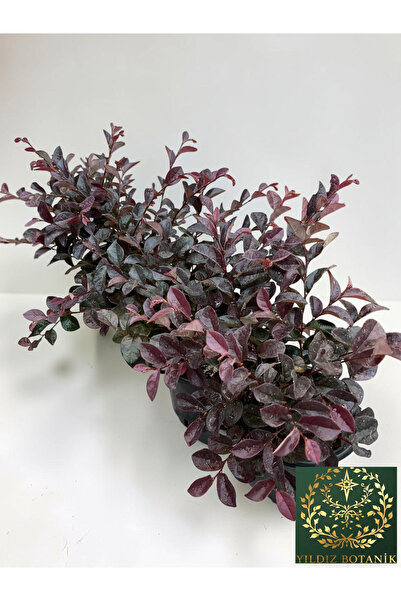 YILDIZ BOTANİK 4 Adet Loropetalum Rüya Çiçeği Fidanı Çit Bitkisi 25-30 CM