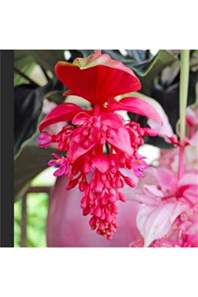 Bloom & Sow Seed Bright Red Medinilla Magnifica Seeds, Rare Tropical Hanging ...