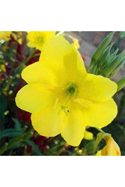 Bloom & Sow Seed Bright Yellow Evening Primrose Seeds, Night‑Blooming Perenni...