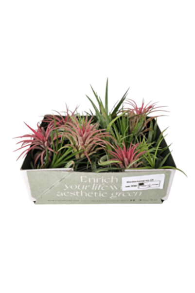 CORSA Tillandsia Baby Mix Plantă Aeriană (surpriză), 1 plantă